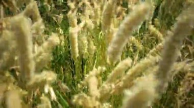 El değmemiş vahşi doğa, Hadzhibey nehrinin yamaçlarındaki çimenler. (Melica transsilvanica) Poaceae ailesi.