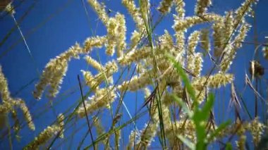 El değmemiş vahşi doğa, Hadzhibey nehrinin yamaçlarındaki çimenler. (Melica transsilvanica) Poaceae ailesi.