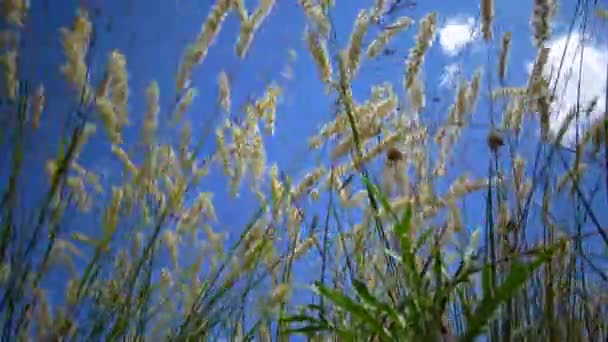 Onaangetaste Wilde Natuur Gras Hellingen Van Hadzhibey Estuarium Melica Transsilvanica — Stockvideo