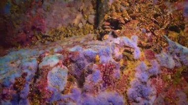 Karadeniz 'de fırtına. Büyük dalgalar kayalık sahilde, beyaz köpükler suda kırılır. Bulgaristan