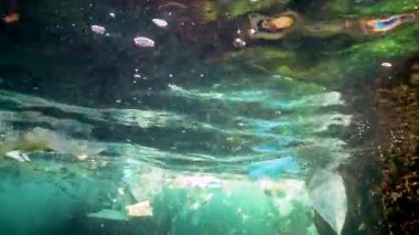 Deniz kirliliği. Sudaki plastik döküntüler, vahşi yaşamı öldürüyor. Plastik çöp ve suyun altında yüzen diğer döküntüler. Karadeniz, Bulgaristan