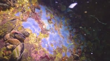 Tuzaklar deniz süngerlerini kirletiyor. Karadeniz