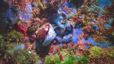 Tuzaklar deniz süngerlerini kirletiyor. Karadeniz