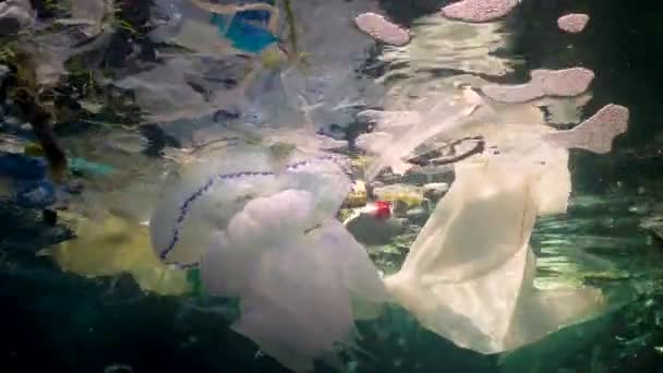 Havsföroreningar Plast Skräp Vattnet Döda Vilda Djur Plastskräp Och Annat — Stockvideo