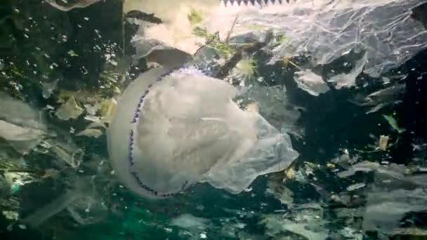 Mariene Vervuiling Plastic Puin Het Water Doodt Wilde Dieren Kunststof — Stockvideo