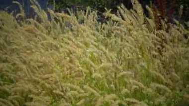 El değmemiş vahşi doğa, Hadzhibey nehrinin yamaçlarındaki çimenler. (Melica transsilvanica) Poaceae ailesi