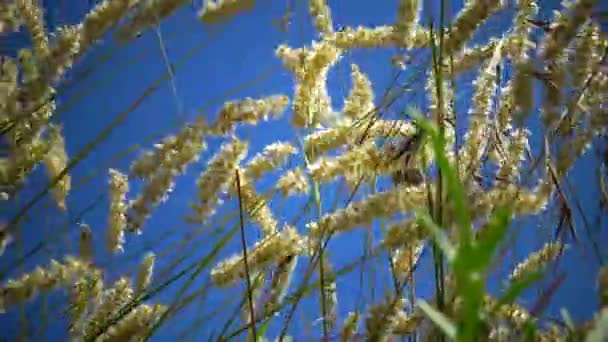 Onaangetaste Wilde Natuur Gras Hellingen Van Hadzhibey Estuarium Melica Transsilvanica — Stockvideo
