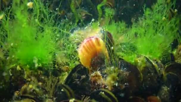 Mittelmeermuschel Mytilus Galloprovincialis Und Grünalgen Auf Dem Meeresboden Schwarzen Meer — Stockvideo