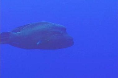 Balık kambur balinası (Cheilinus undulatus), Kızıl Deniz hayvanı