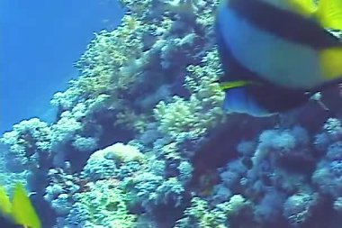 Kızıl Deniz Balığı. Kızıl Deniz Sancak Balığı (Heniochus intermedius), mercan resifinin üzerinde yüzer.