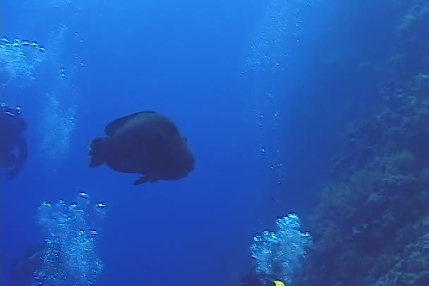 Fiskar Humphead Wrasse Cheilinus Undulatus Röda Havet Egypet — Stockvideo