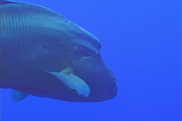 Fish Humphead Strasse Cheilinus Undulatus Ερυθρά Θάλασσα — Αρχείο Βίντεο