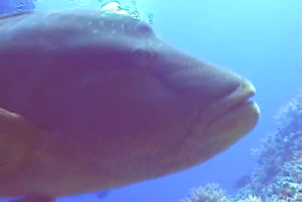 Peixe Corcunda Wrasse Cheilinus Undulatus Red Sea Chalupe — Vídeo de Stock
