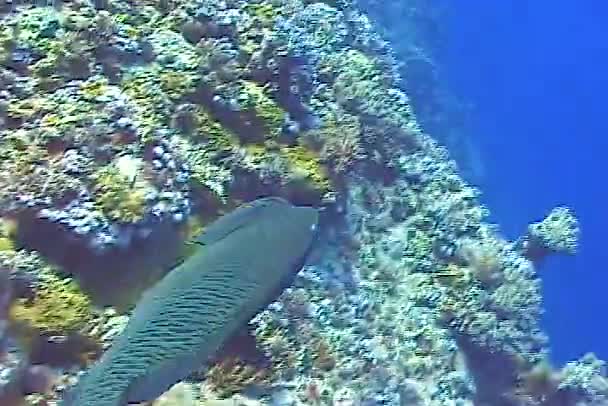 乌头鱼 Chilinus Undulatus 红海鳗鱼 — 图库视频影像