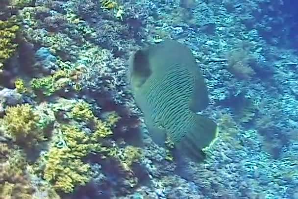 Pez Jorobado Wrasse Cheilinus Undulatus Egypet Mar Rojo — Vídeo de stock