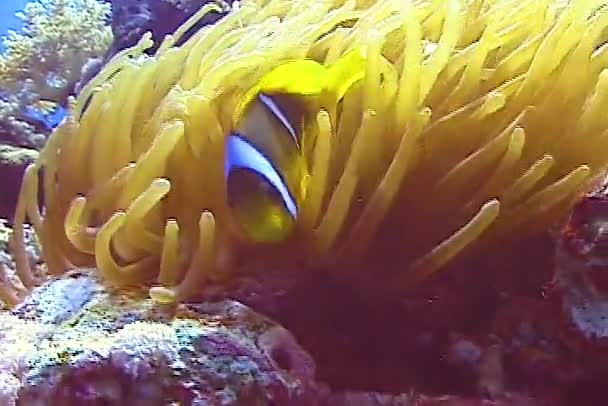 Ocellaris Clownfish Amphiprion Ocellaris Επίσης Γνωστό Ψεύτικο Percula Clownfish Κοινό — Αρχείο Βίντεο