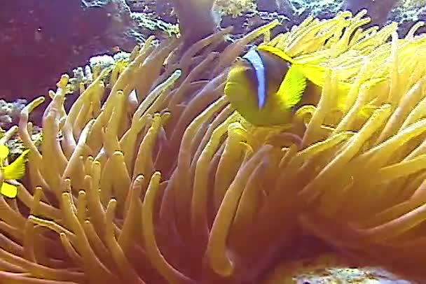 Оцеллярная Рыба Клоун Amphiprion Ocellaris Известная Ложная Перкула Рыба Клоун — стоковое видео