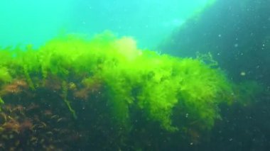 Yeşil yosun Cladophora sp. Karadeniz 'de, denizin dibindeki kayalarda.