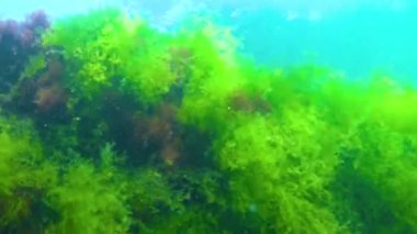 Yeşil yosun Cladophora sp. Karadeniz 'de, denizin dibindeki kayalarda.