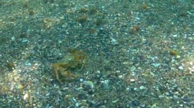 Gri grasse (Symphodus cinereus), erkek yosun yuvasını balık yumurtalarıyla korur, Karadeniz