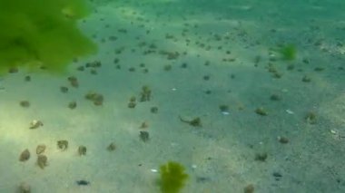 Küçük keşiş yengeci (Diogenes pugilatör), deniz tabanında büyük bir kerevit konsantrasyonu, Karadeniz.