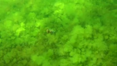 Karadeniz, Ukrayna 'da yeşil yosunların arasında saklanan uzun burunlu deniz atı (Hipokampus hipokampüsü).