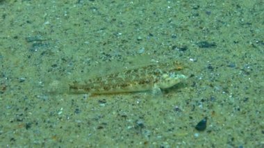 Kara keçi (Gobius niger) Karadeniz 'in üzerinde yüzer..