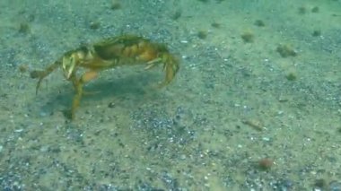 Büyük bitkisel yengeç, erkek. Yeşil yengeç (Carcinus maenas). İstilacı türler, Karadeniz