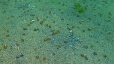 Küçük keşiş yengeci (Diogenes pugilatör), deniz tabanında büyük bir kerevit konsantrasyonu, Karadeniz.