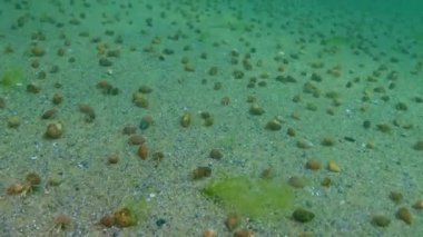 Küçük keşiş yengeci (Diogenes pugilatör), deniz tabanında büyük bir kerevit konsantrasyonu, Karadeniz.