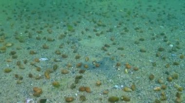 Küçük keşiş yengeci (Diogenes pugilatör), deniz tabanında büyük bir kerevit konsantrasyonu, Karadeniz.