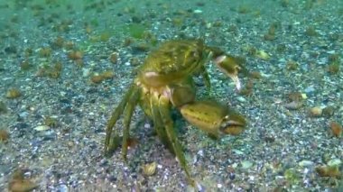 Çiftleşme sırasında erkek ve dişi yeşil yengeç (Carcinus maenas). İstilacı türler, Karadeniz.