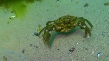 Çiftleşme sırasında erkek ve dişi yeşil yengeç (Carcinus maenas). İstilacı türler, Karadeniz.