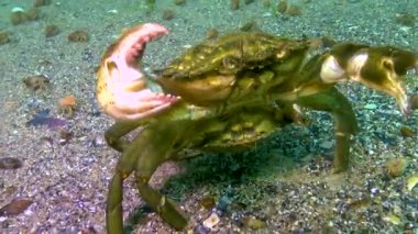 Çiftleşme sırasında erkek ve dişi yeşil yengeç (Carcinus maenas). İstilacı türler, Karadeniz.