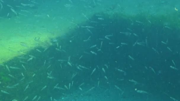 Goby Transparente Afia Minuta Pequenos Peixes Pelágicos Nadam Coluna Água — Vídeo de Stock