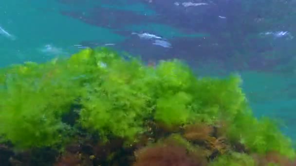 Algas Verdes Cladophora Sobre Rochas Fundo Mar Mar Negro — Vídeo de Stock