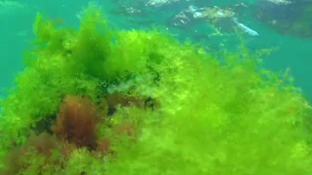 Groene Alg Cladophora Rotsen Zeebodem Zwarte Zee — Stockvideo