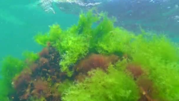 Rode Ceramium Groene Cladophora Ulva Algen Rotsen Zeebodem Zwarte Zee — Stockvideo