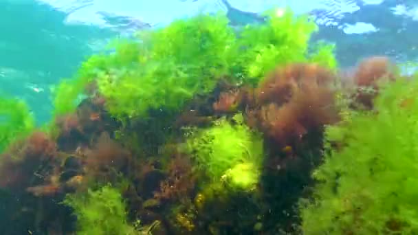 Rode Ceramium Groene Cladophora Ulva Algen Rotsen Zeebodem Zwarte Zee — Stockvideo