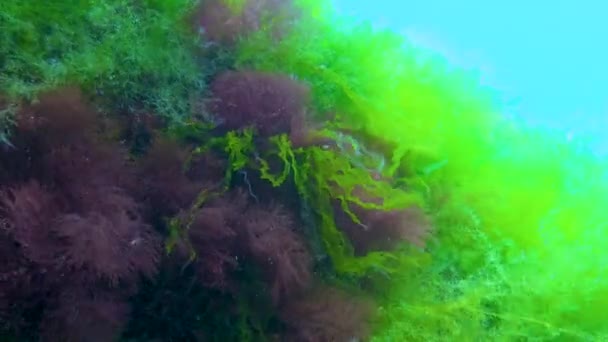 Algues Rouges Céramium Vertes Cladophora Ulva Sur Les Rochers Fond — Video