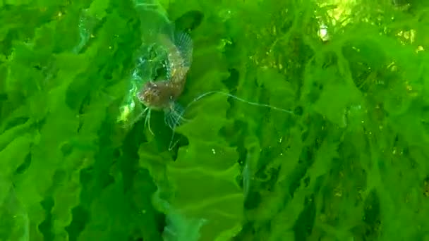 Blenny Tentaculoso Parablennius Tentacularis Hembra Una Alga Mar Negro — Vídeos de Stock