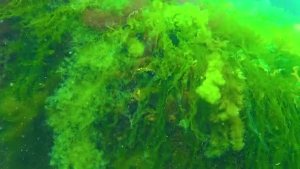 Groene Alg Cladophora Rotsen Zeebodem Zwarte Zee — Stockvideo
