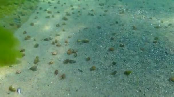 Kleine Heremietkreeft Diogenes Pugilator Grote Concentratie Rivierkreeft Zeebodem Zwarte Zee — Stockvideo