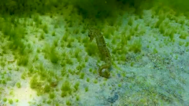 Langsnuit Zeepaardje Hippocampus Hippocampus Verscholen Tussen Groene Algen Zwarte Zee — Stockvideo