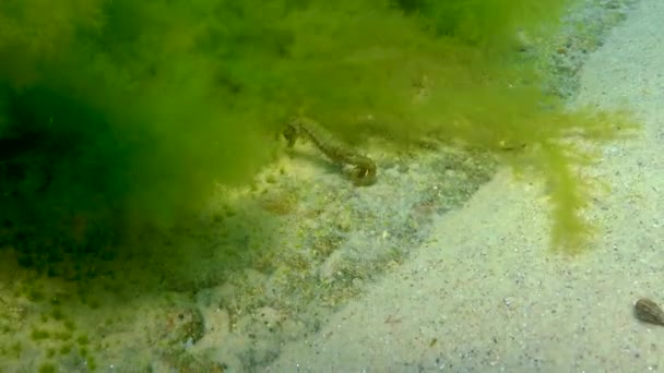 Caballo Mar Hocico Largo Hipocampo Hipocampo Escondido Entre Algas Verdes — Vídeo de stock
