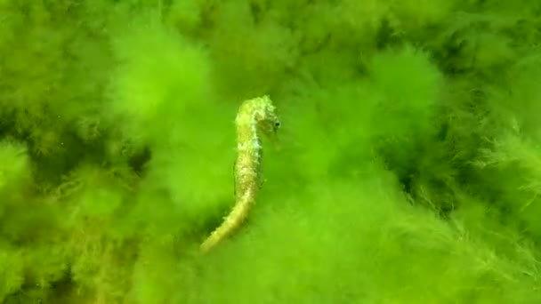 Cavalluccio Marino Dal Muso Lungo Ippocampo Ippocampo Nascosto Tra Alghe — Video Stock