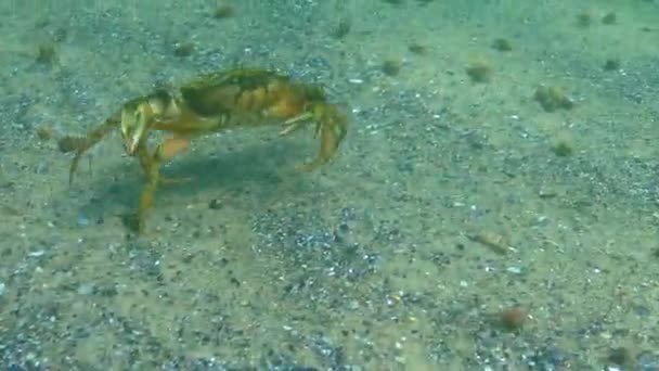 Crabi Mari Din Plante Mascul Crabul Verde Carcinus Maenas Specii — Videoclip de stoc