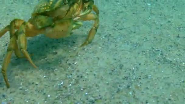 Grand Crabe Base Plantes Mâle Crabe Vert Carcinus Maenas Espèces — Video