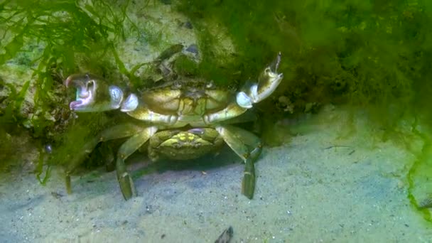 绿螃蟹 Carcinus Maenas 交配期间的雄性和雌性 入侵物种 — 图库视频影像