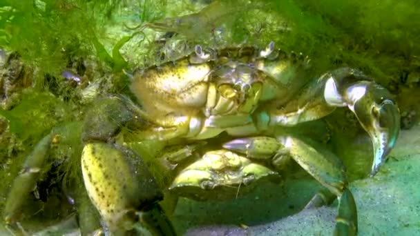 Macho Hembra Cangrejo Verde Carcinus Maenas Durante Apareamiento Especies Invasoras — Vídeo de stock